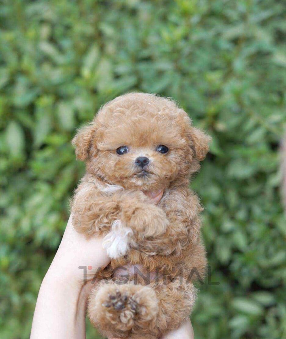 Maltipoo puppy for sale, dog for sale at Tagnimal