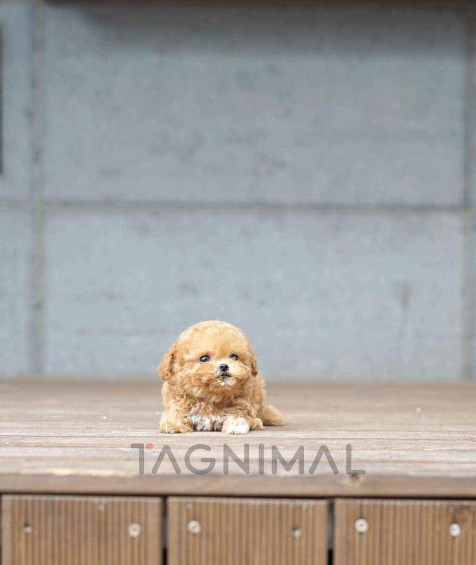 Maltipoo puppy for sale, dog for sale at Tagnimal