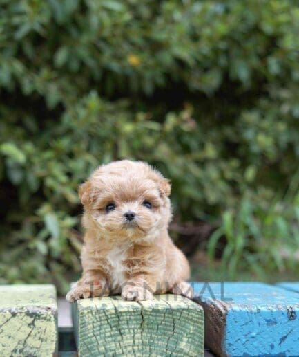 Maltipoo puppy for sale, dog for sale at Tagnimal