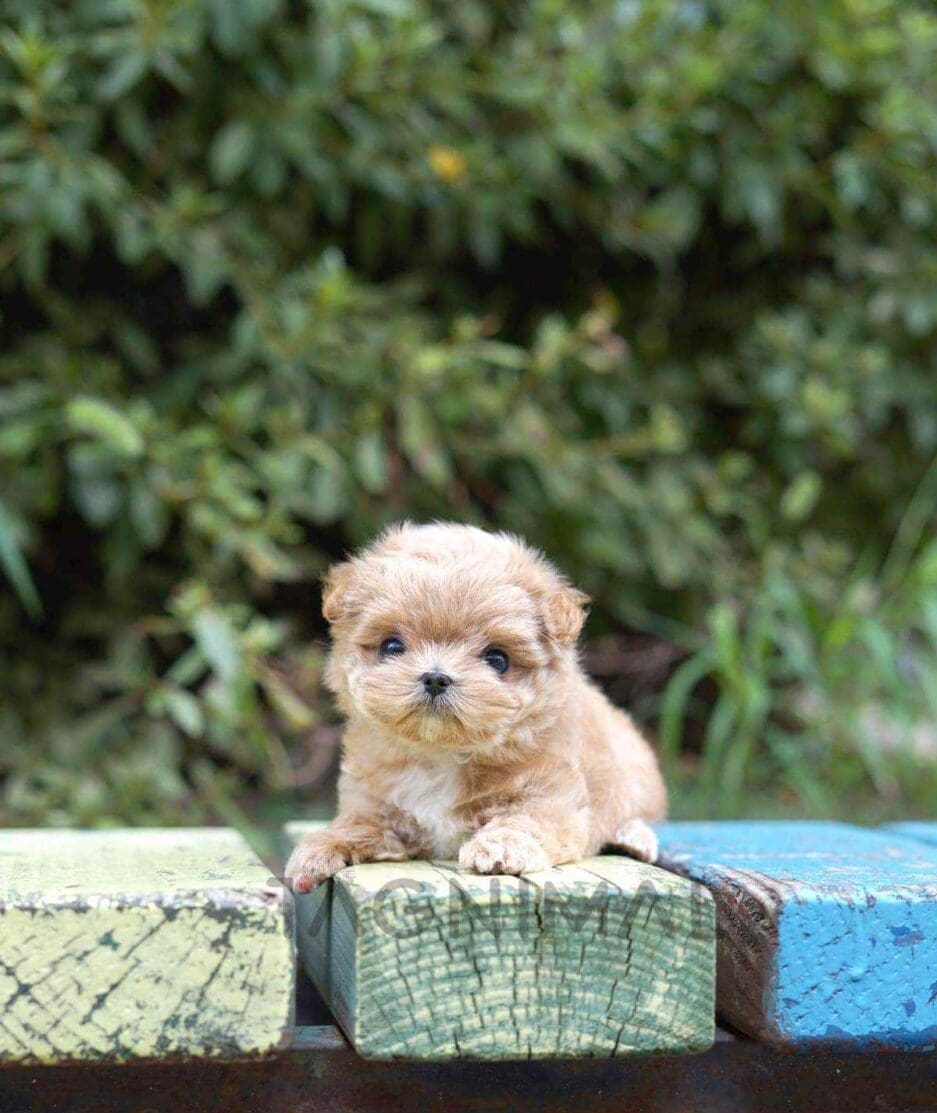 Maltipoo puppy for sale, dog for sale at Tagnimal