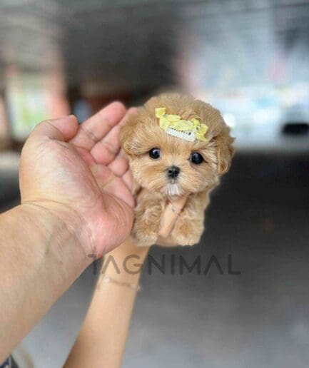 Maltipoo puppy for sale, dog for sale at Tagnimal