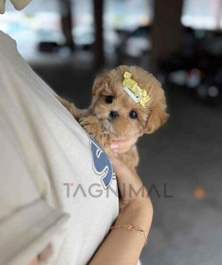 Maltipoo puppy for sale, dog for sale at Tagnimal