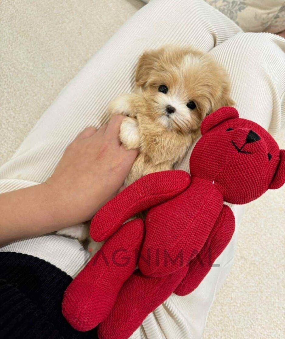 Maltipoo puppy for sale, dog for sale at Tagnimal