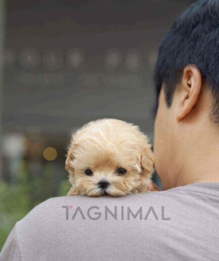 Maltipoo puppy for sale, dog for sale at Tagnimal