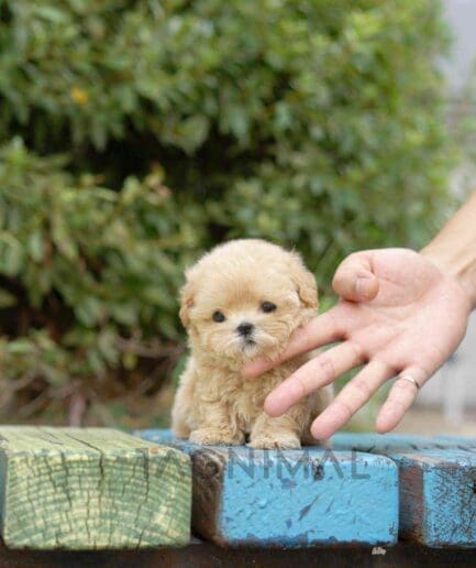 Maltipoo puppy for sale, dog for sale at Tagnimal