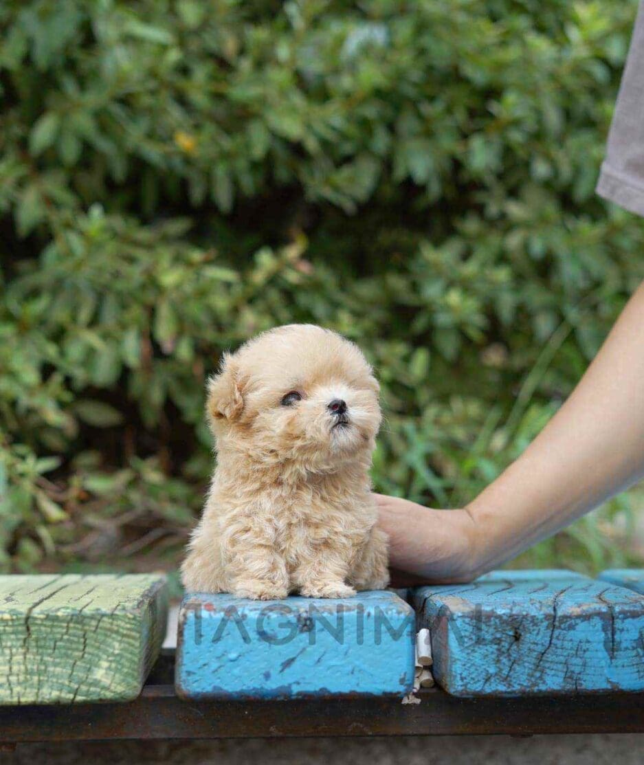 Maltipoo puppy for sale, dog for sale at Tagnimal