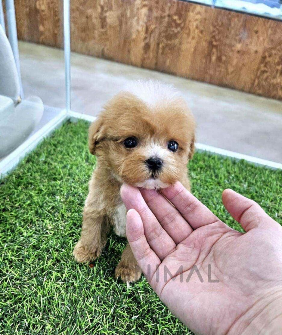 Maltipoo puppy for sale, dog for sale at Tagnimal