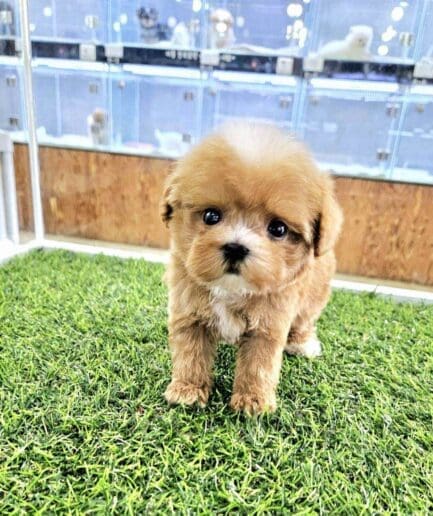 Maltipoo puppy for sale, dog for sale at Tagnimal