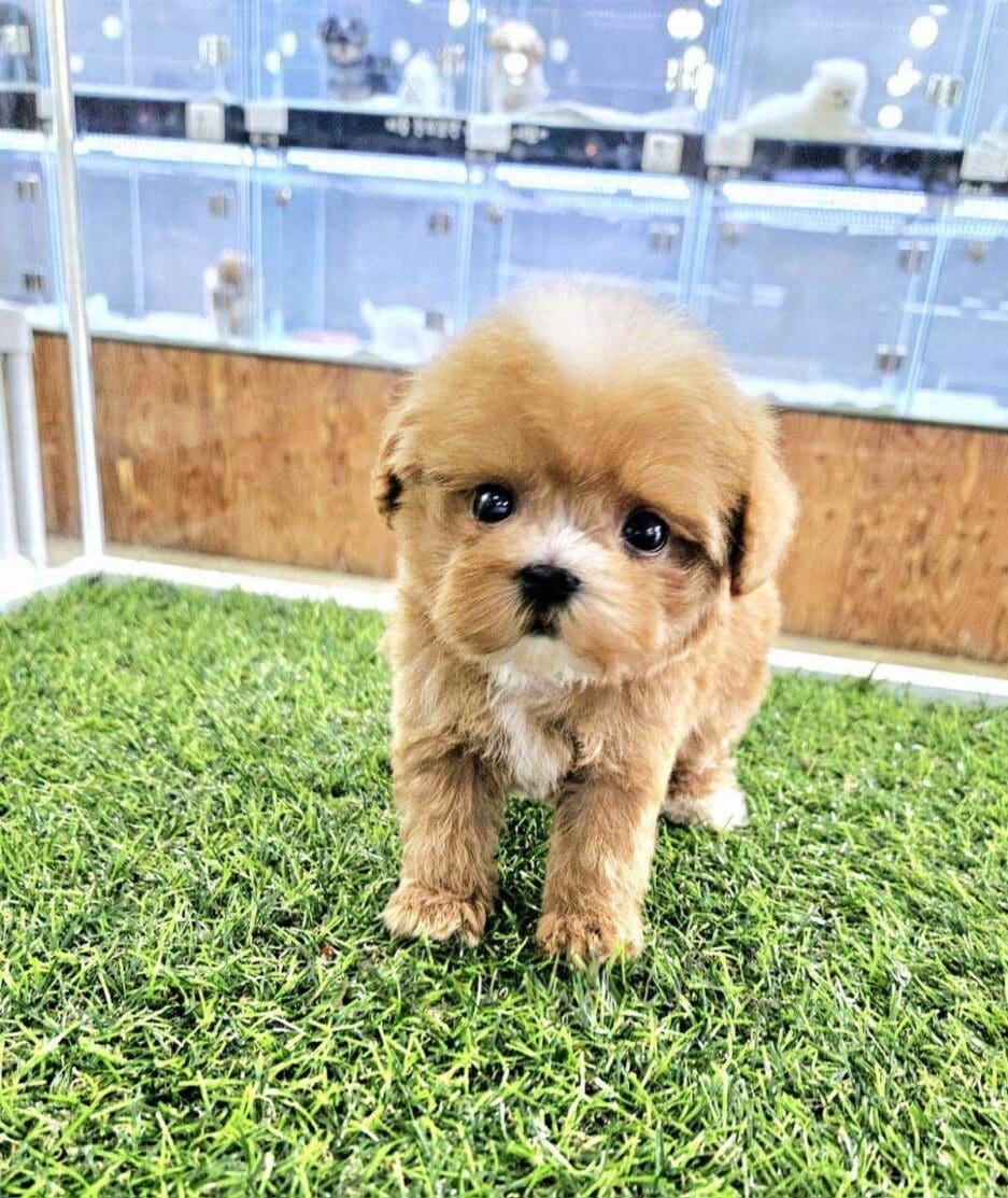 Maltipoo puppy for sale, dog for sale at Tagnimal