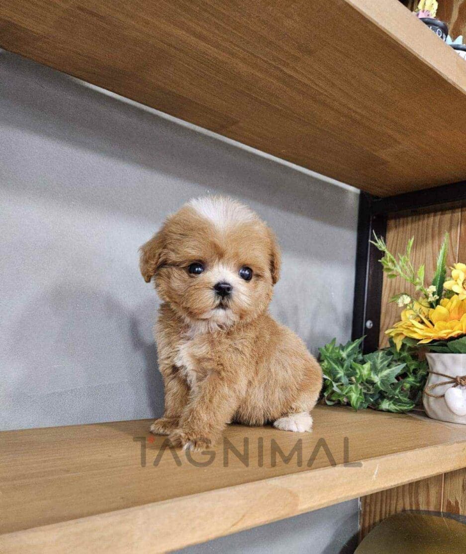 Maltipoo puppy for sale, dog for sale at Tagnimal