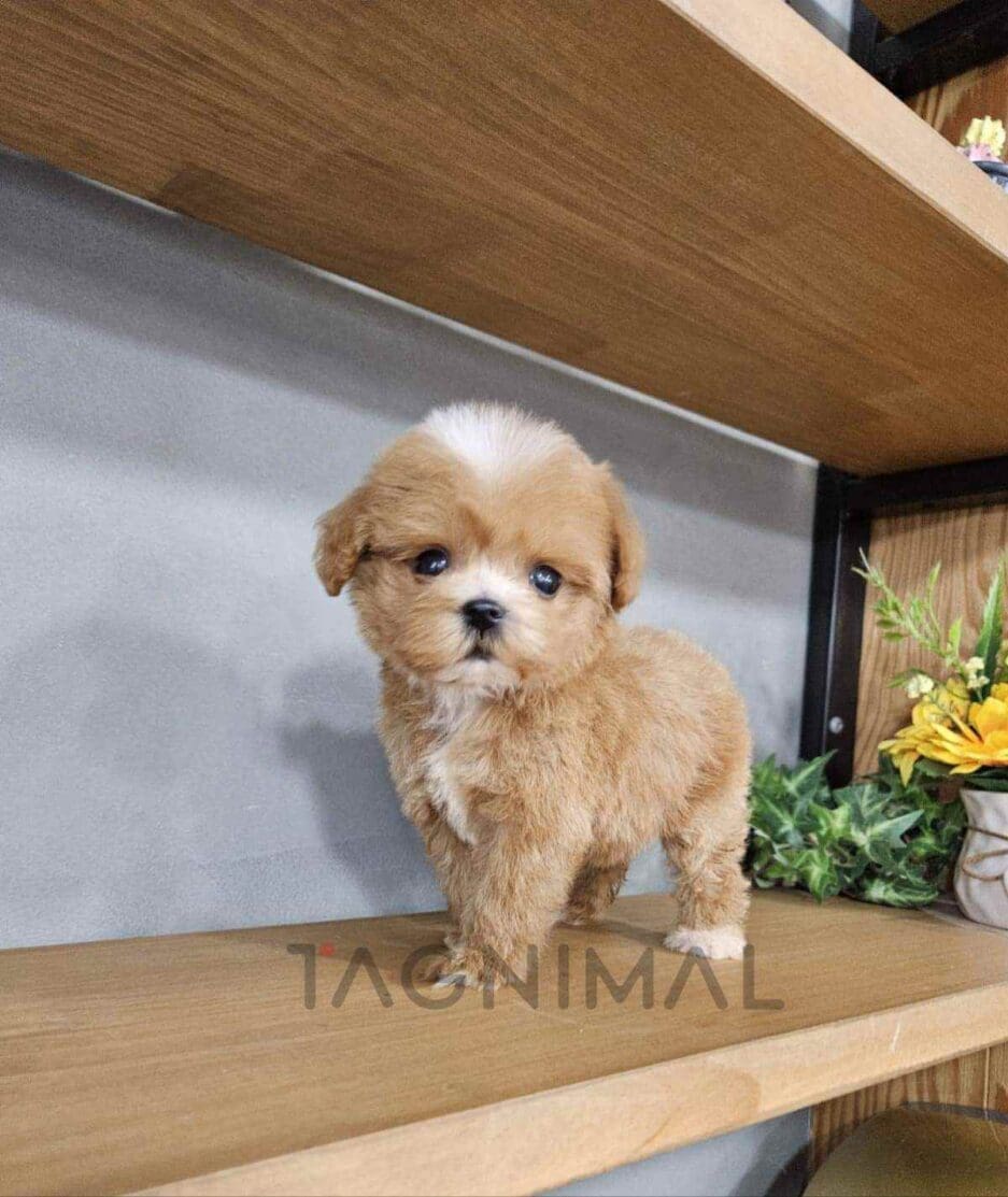 Maltipoo puppy for sale, dog for sale at Tagnimal