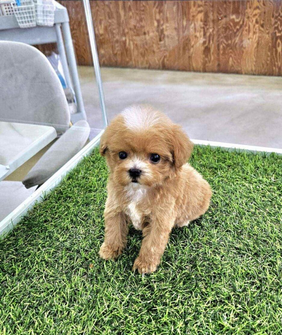 Maltipoo puppy for sale, dog for sale at Tagnimal