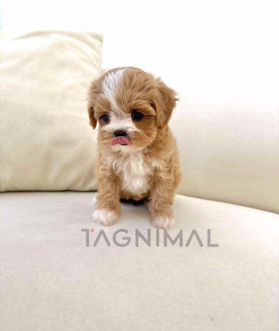 Maltipoo puppy for sale, dog for sale at Tagnimal