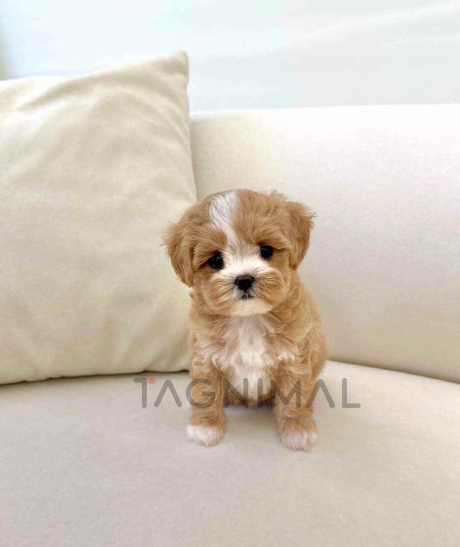 Maltipoo puppy for sale, dog for sale at Tagnimal