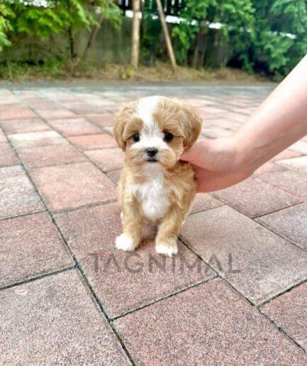 Maltipoo puppy for sale, dog for sale at Tagnimal