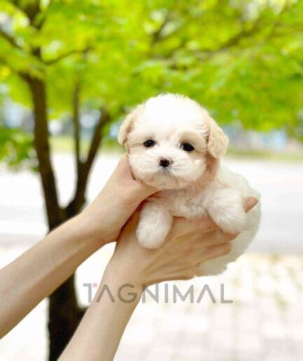 Maltipoo puppy for sale, dog for sale at Tagnimal