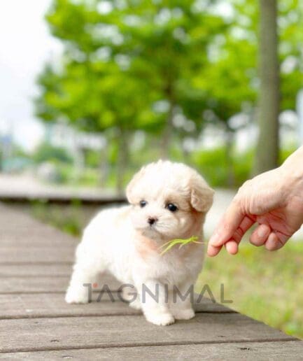 Maltipoo puppy for sale, dog for sale at Tagnimal