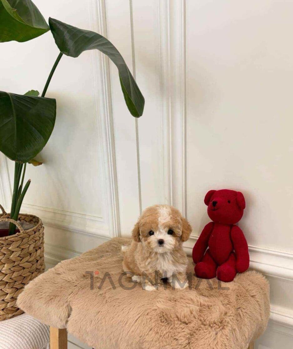 Maltipoo puppy for sale, dog for sale at Tagnimal