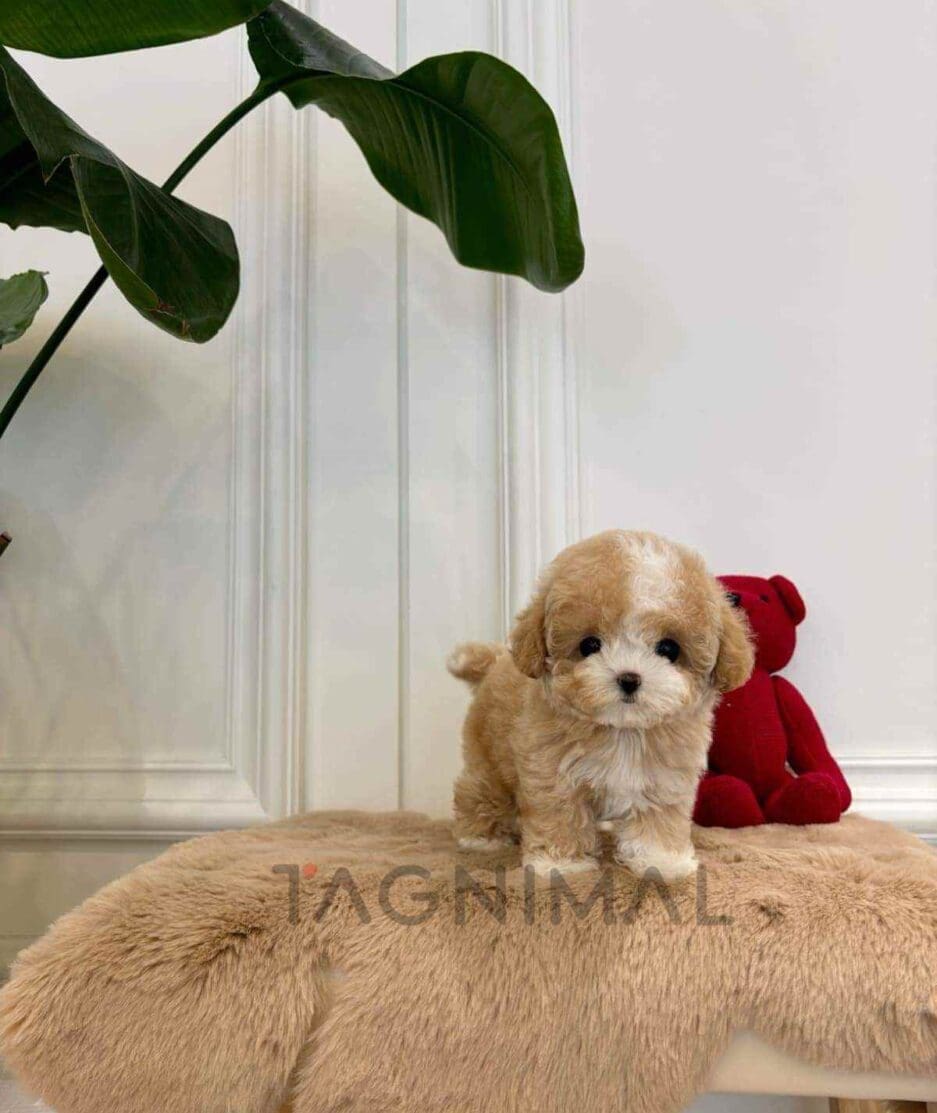 Maltipoo puppy for sale, dog for sale at Tagnimal