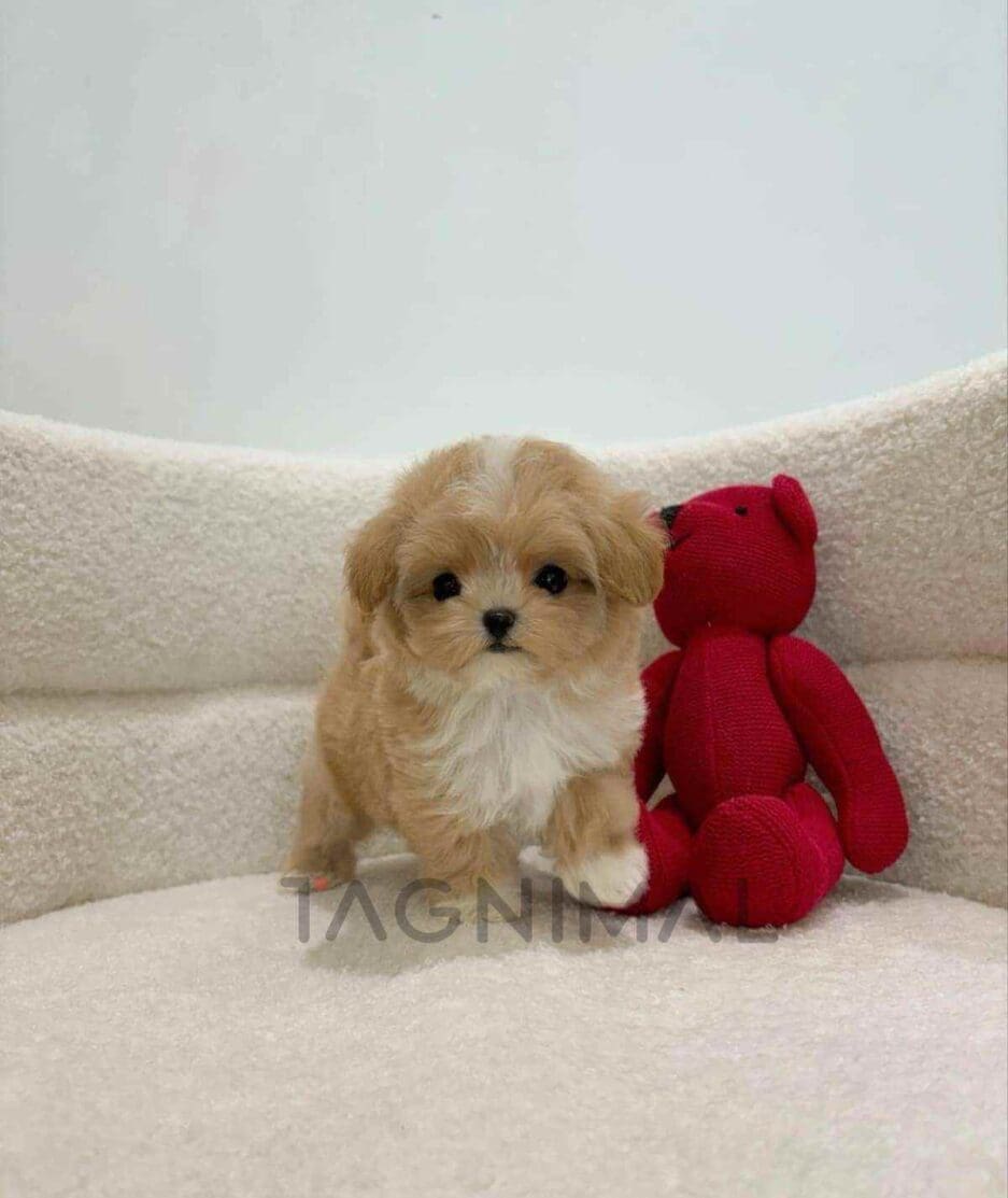 Maltipoo puppy for sale, dog for sale at Tagnimal