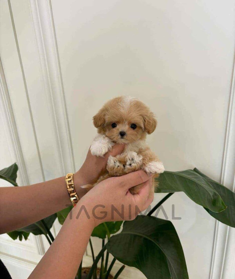 Maltipoo puppy for sale, dog for sale at Tagnimal