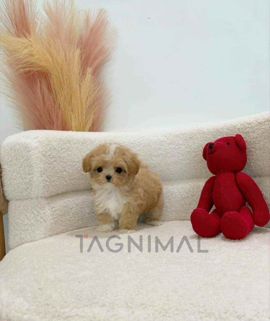 Maltipoo puppy for sale, dog for sale at Tagnimal