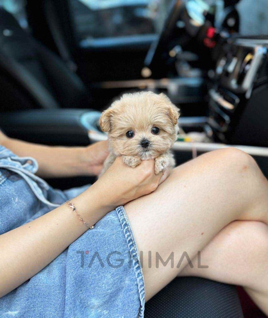 Maltipoo puppy for sale, dog for sale at Tagnimal