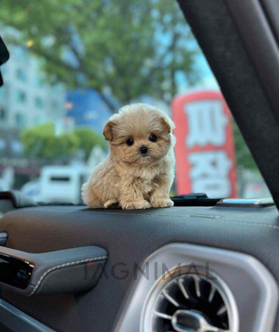 Maltipoo puppy for sale, dog for sale at Tagnimal