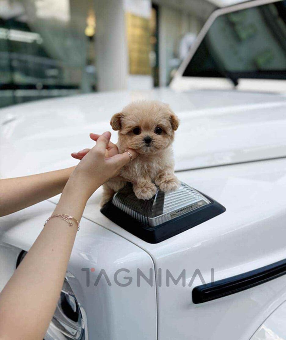 Maltipoo puppy for sale, dog for sale at Tagnimal