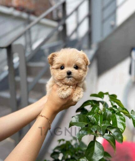 Maltipoo puppy for sale, dog for sale at Tagnimal