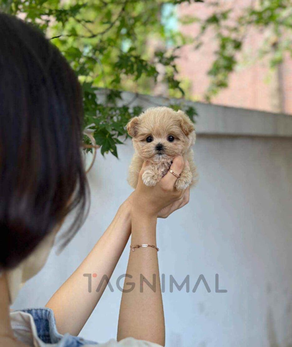 Maltipoo puppy for sale, dog for sale at Tagnimal