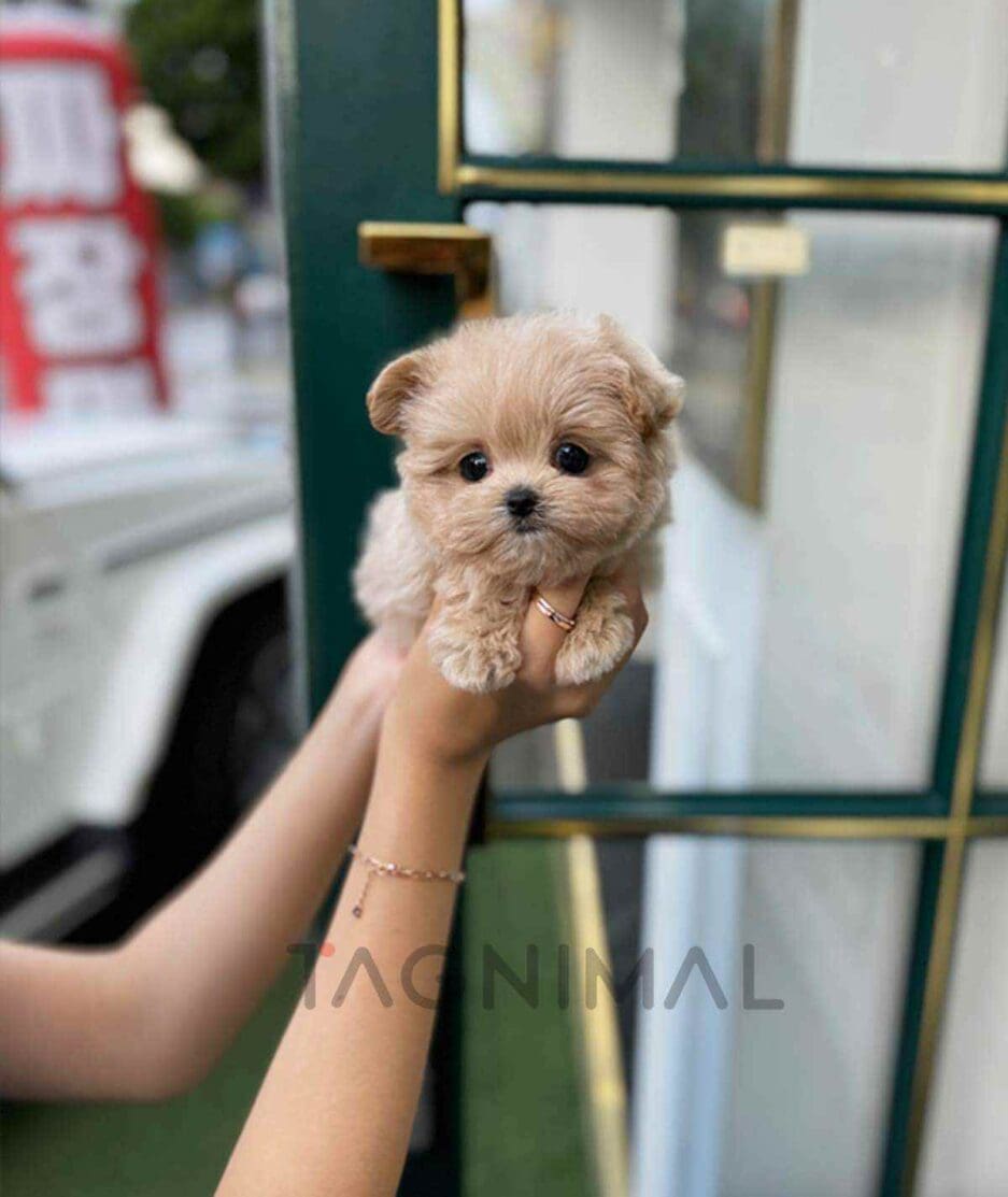 Maltipoo puppy for sale, dog for sale at Tagnimal