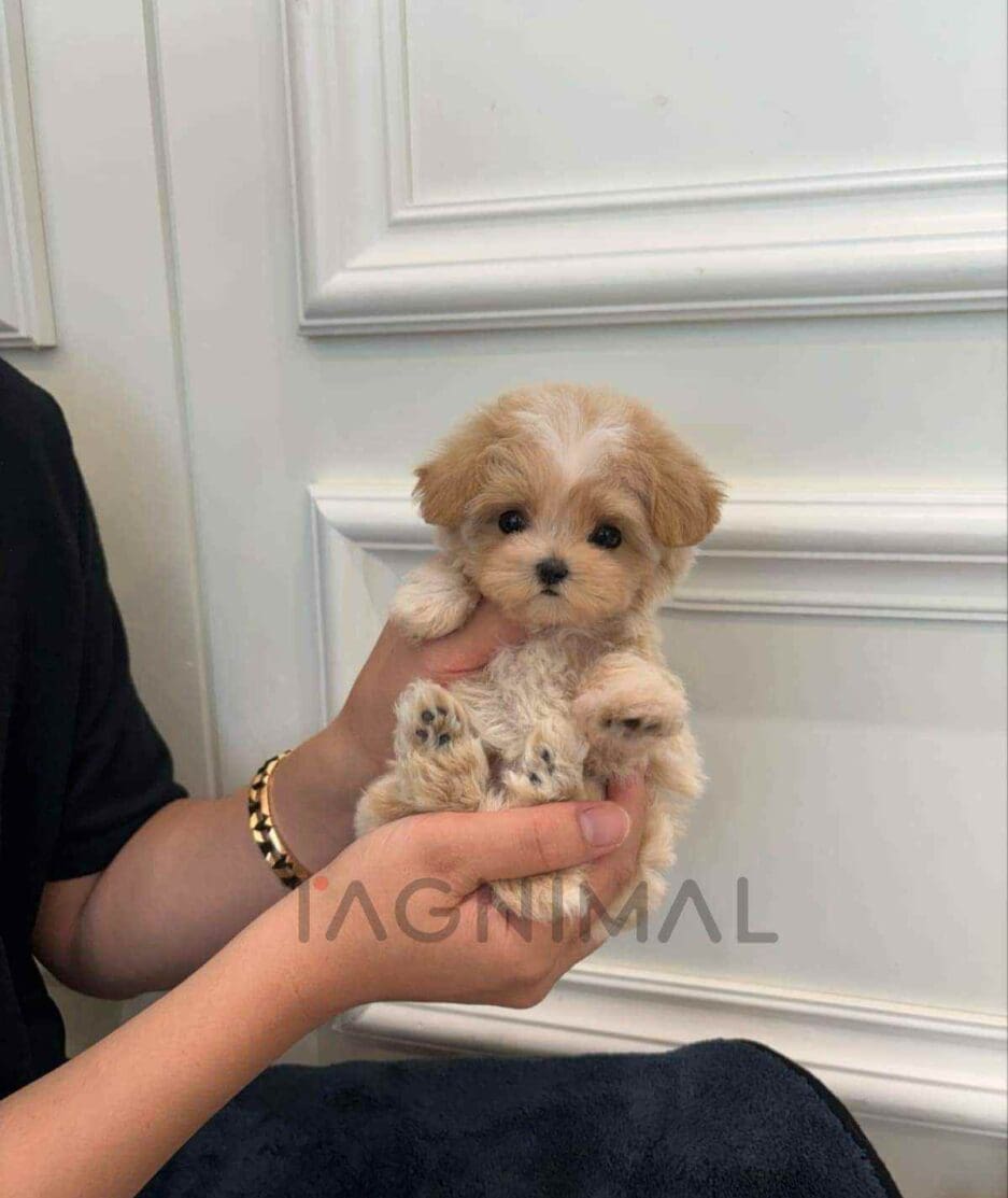 Maltipoo puppy for sale, dog for sale at Tagnimal