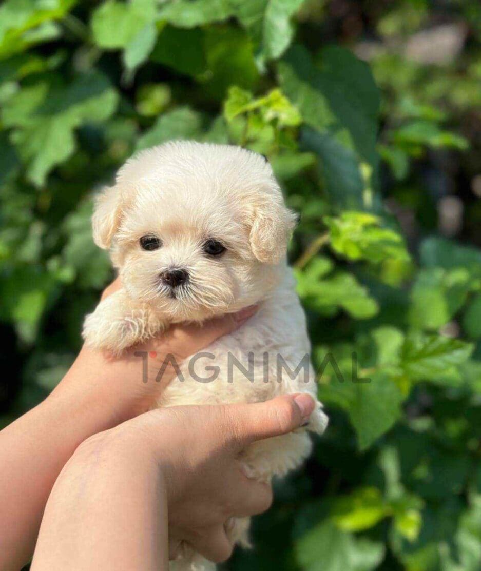 Maltipoo puppy for sale, dog for sale at Tagnimal