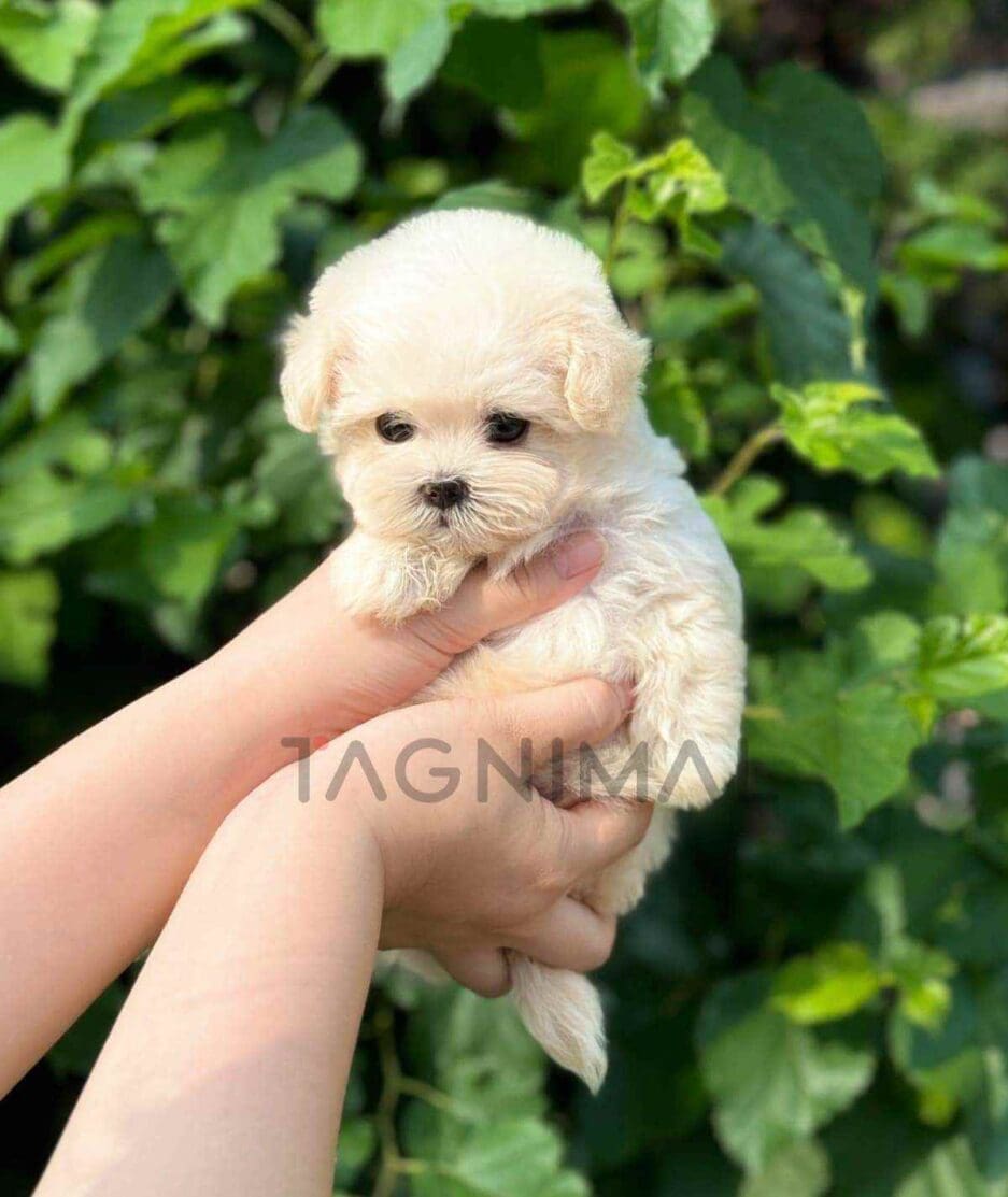 Maltipoo puppy for sale, dog for sale at Tagnimal