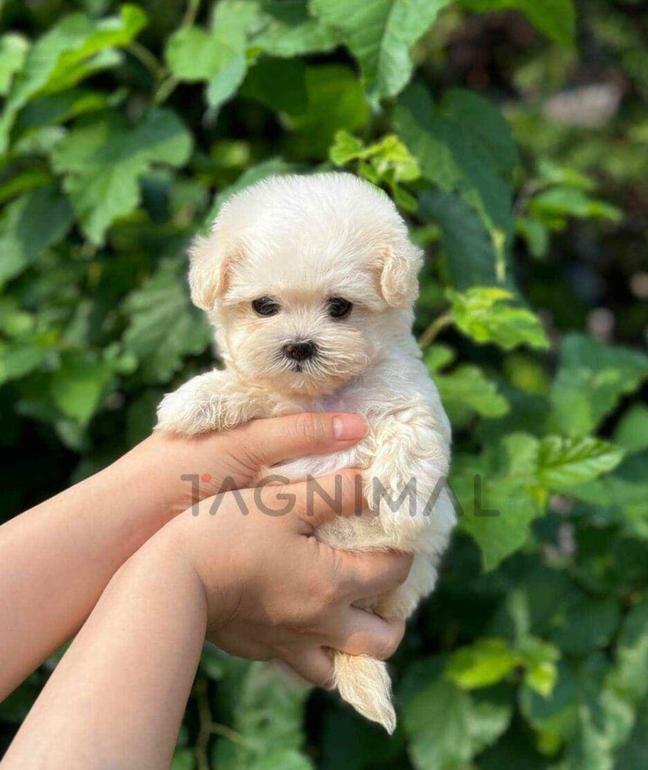 Maltipoo puppy for sale, dog for sale at Tagnimal