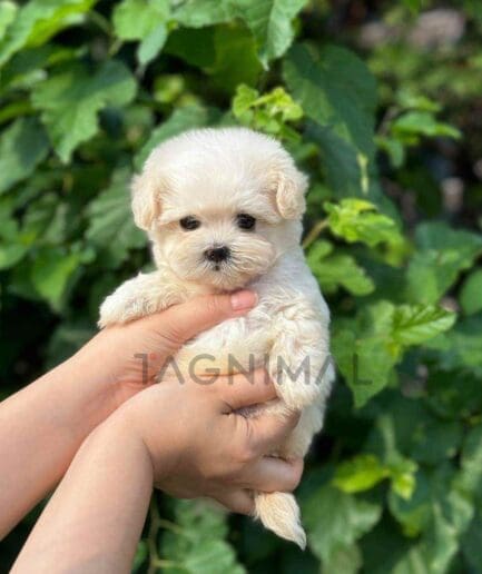 Maltipoo puppy for sale, dog for sale at Tagnimal