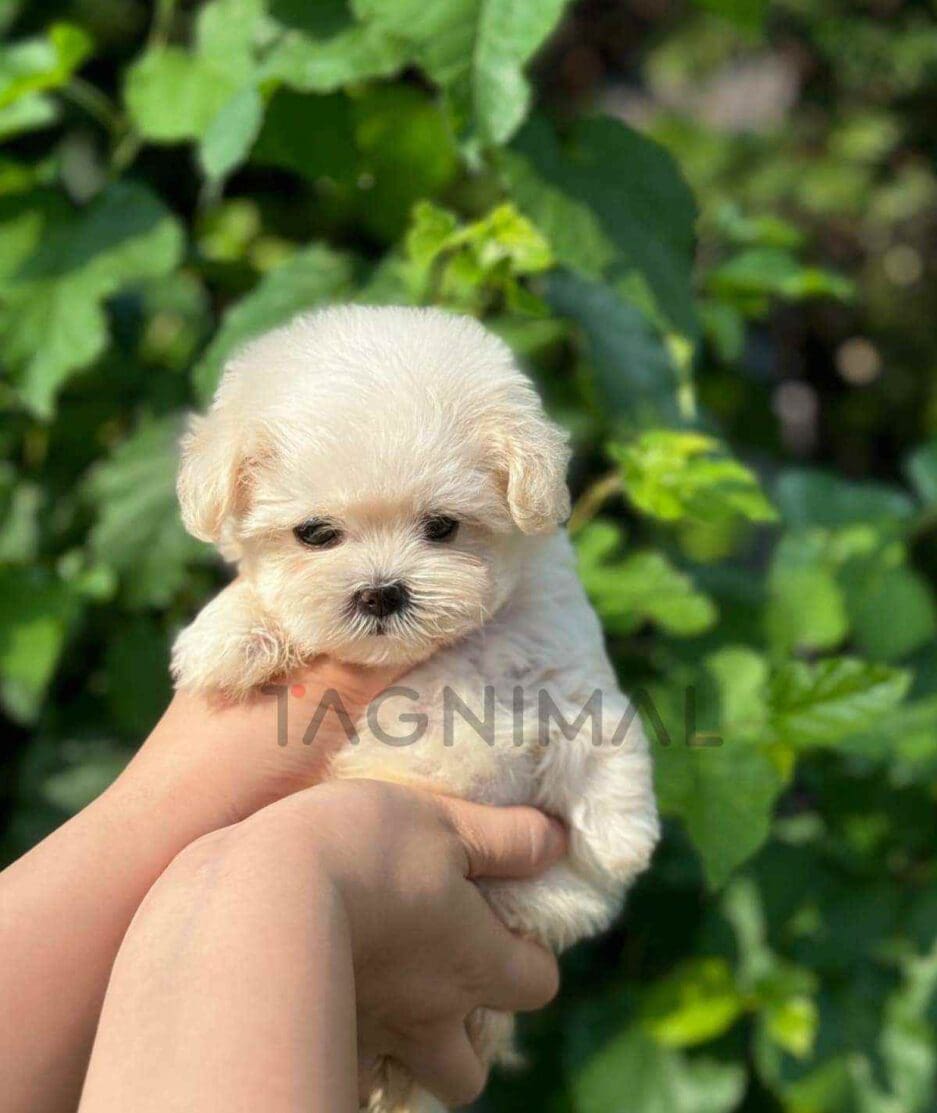 Maltipoo puppy for sale, dog for sale at Tagnimal