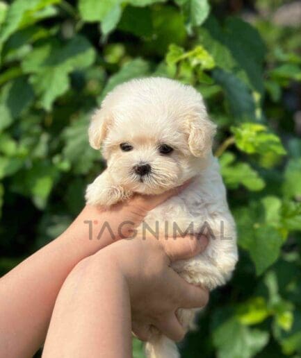 Maltipoo puppy for sale, dog for sale at Tagnimal