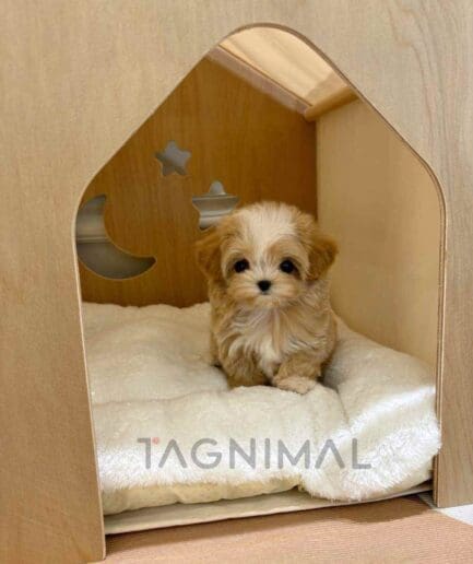 Maltipoo puppy for sale, dog for sale at Tagnimal