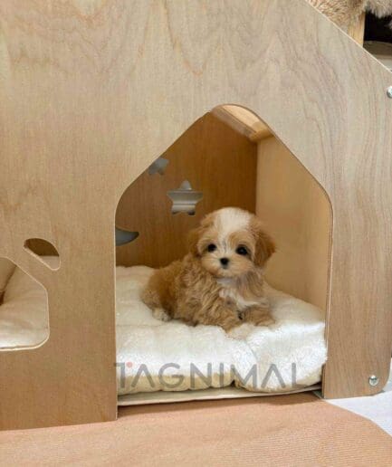 Maltipoo puppy for sale, dog for sale at Tagnimal