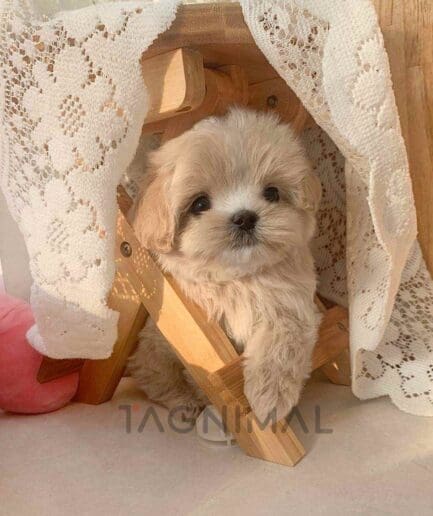 Maltipoo puppy for sale, dog for sale at Tagnimal