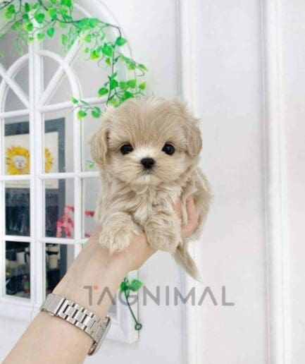 Maltipoo puppy for sale, dog for sale at Tagnimal