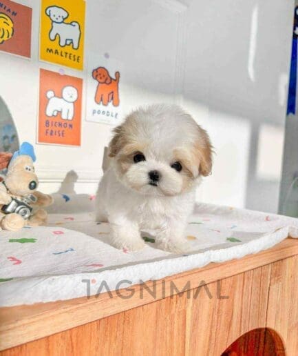 Maltipoo puppy for sale, dog for sale at Tagnimal