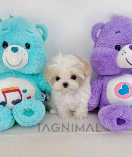 Maltipoo puppy for sale, dog for sale at Tagnimal