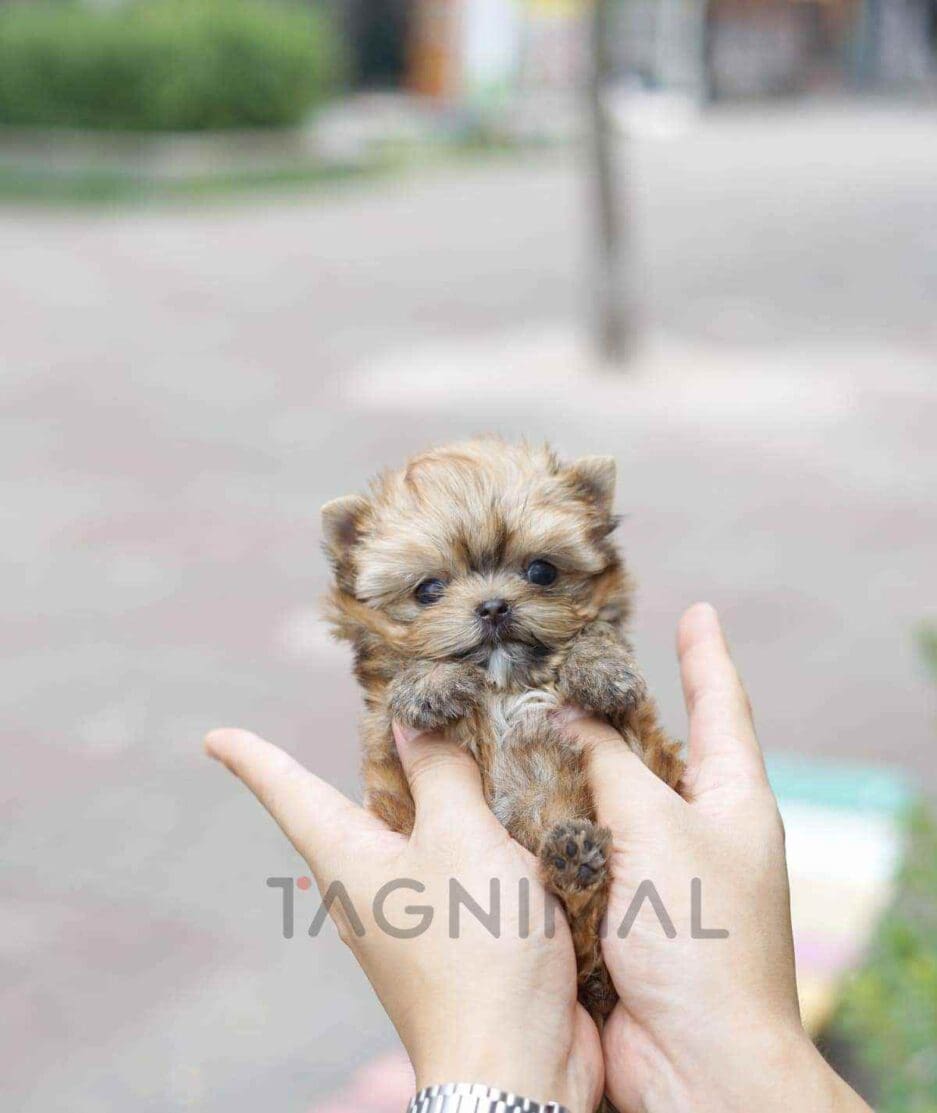 Morkie puppy for sale, dog for sale at Tagnimal