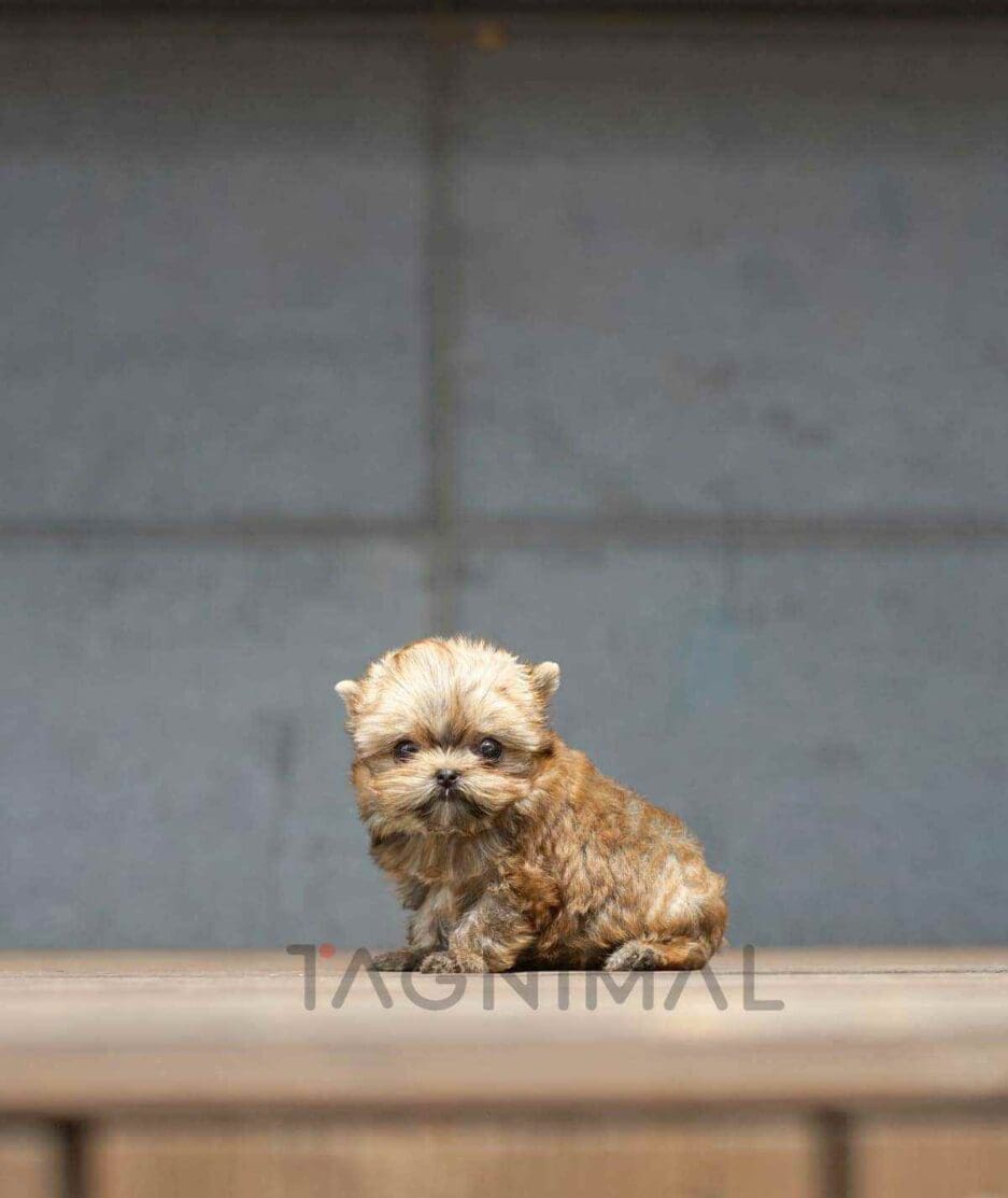 Morkie puppy for sale, dog for sale at Tagnimal