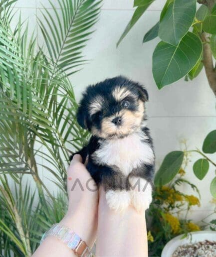 Morkie puppy for sale, dog for sale at Tagnimal