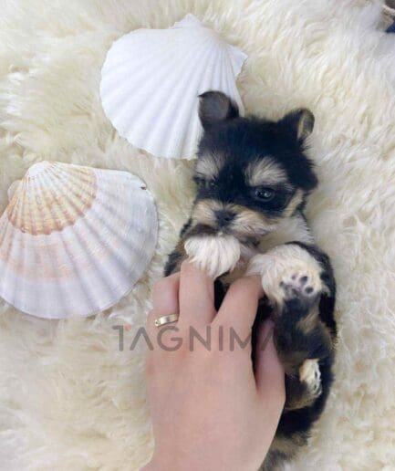 Morkie puppy for sale, dog for sale at Tagnimal