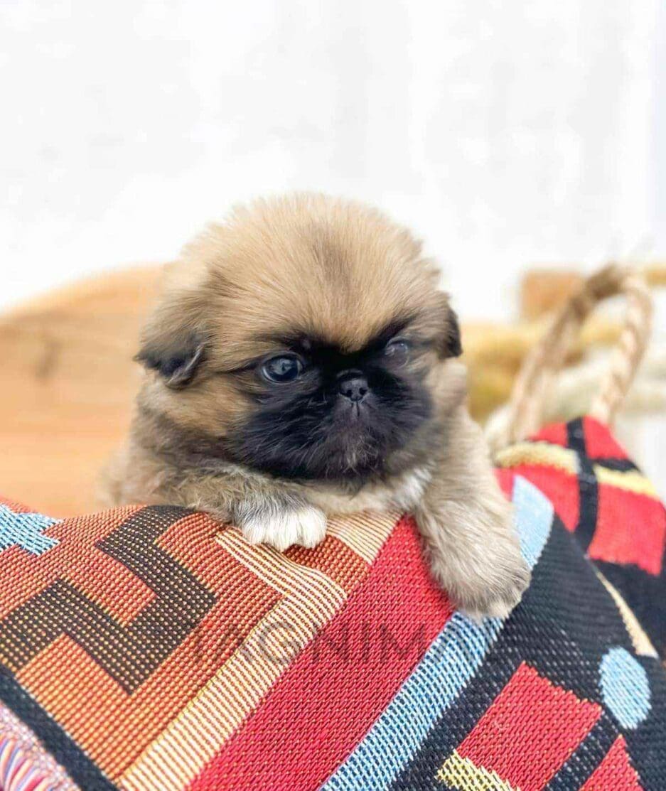 Pekingese puppy for sale, dog for sale at Tagnimal